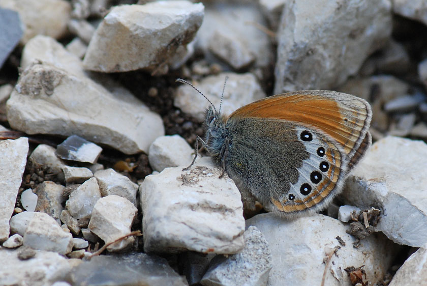 Coenonympha gardetta